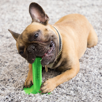 Dog Stick Tooth Brush