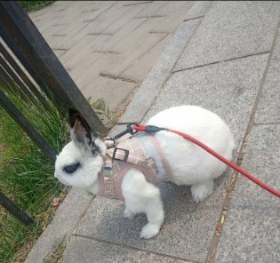 Rabbit Harness