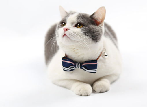 Cute Bow Tie